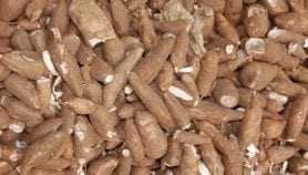 Scientists develop biodegradable plastic from cassava starch