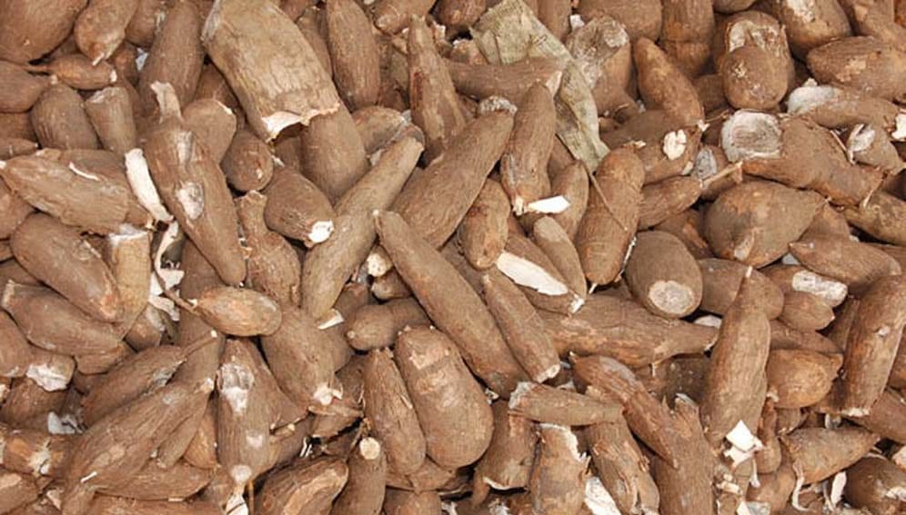 Cassava for plastic - Main1