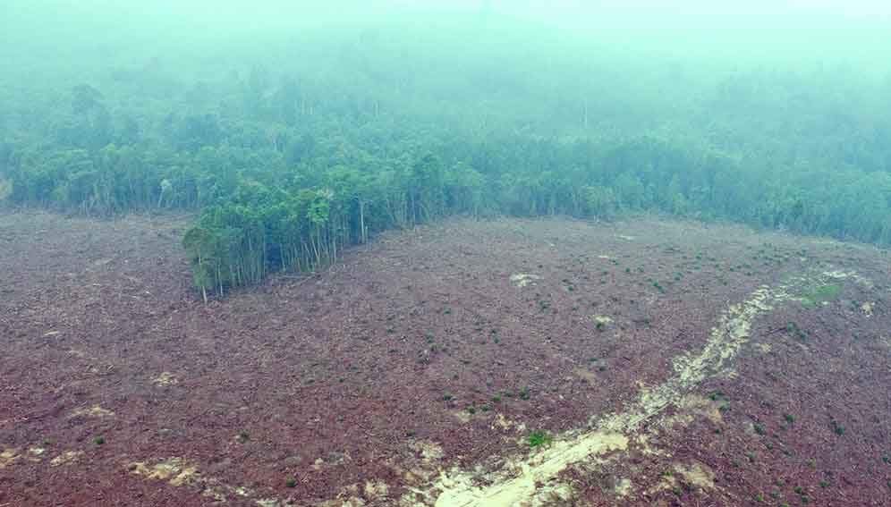 CIFOR deforestation - MAIN