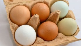 Protective bio-shell could extend egg shelf life