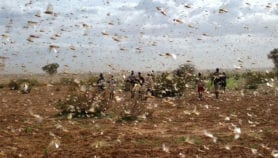 Famine risk for millions in second locust wave