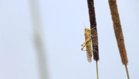 Locust hordes threaten Pakistan’s prized cotton farms