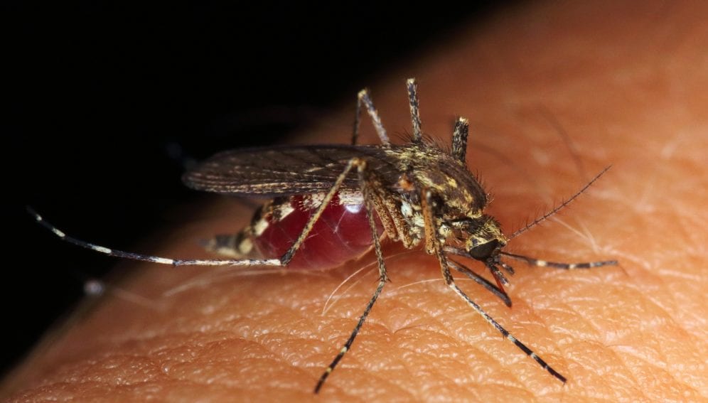Mosquito taking a bite