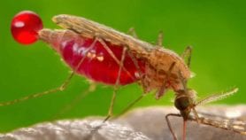 Malaria: Artemisinin resistance emerges in Africa