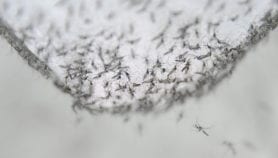 Mosquitos rendered infertile by biological engineering