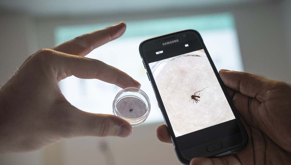 AI identifies invasive mosquito in Madagascar