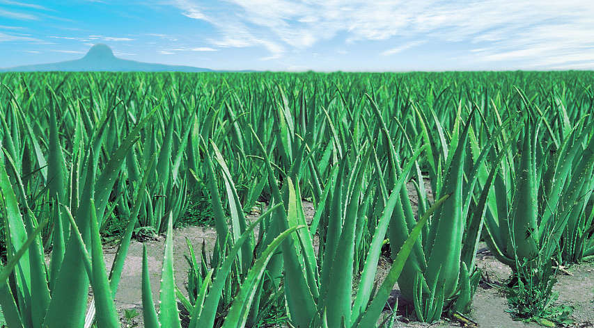 Univera's aloe farm in Tampico, Mexico. Researchers have become interested in the potential use of aloe peels in insecticide production. Photo by UNIVERA (CC BY-SA 4.0)
