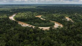 Carbon storing forest canopies face tipping point
