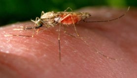Malaria vaccine adoption pre-empts WHO green light