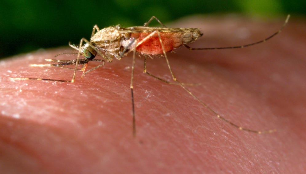 This anopheles gambiae mosquito is obtaining a blood meal as it