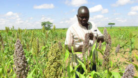 Drought-resistant crops sought to tackle food crisis