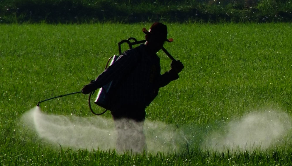 A farmer sprays herbicide to his field. IRRI Photo (Chris Quintana) Part of the image collection of the International Rice Research Institute (IRRI).