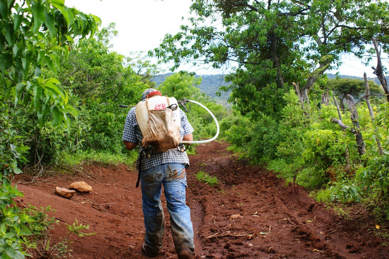 EU-banned pesticides used in Latin America