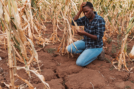 Rising temperatures pose hazards to people, crops, livestock and fish - WMO
