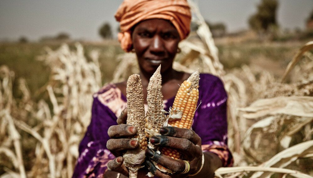 Mauritania womans harvest