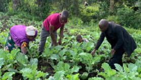 Nourishing Ugandan families with kitchen gardening