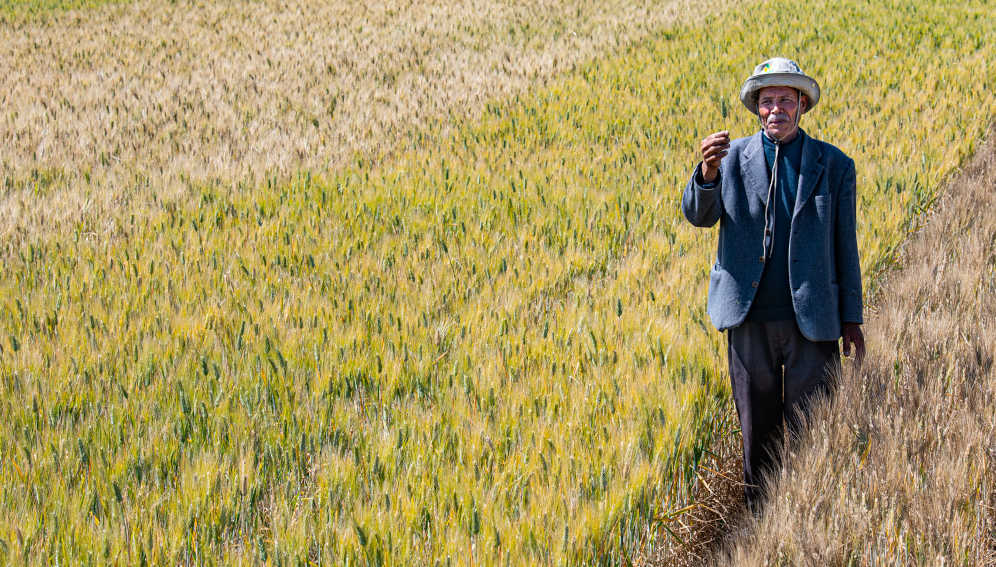A farmer with the new durum wheat and barley varieties in Morocco. Credit: Michael Major.