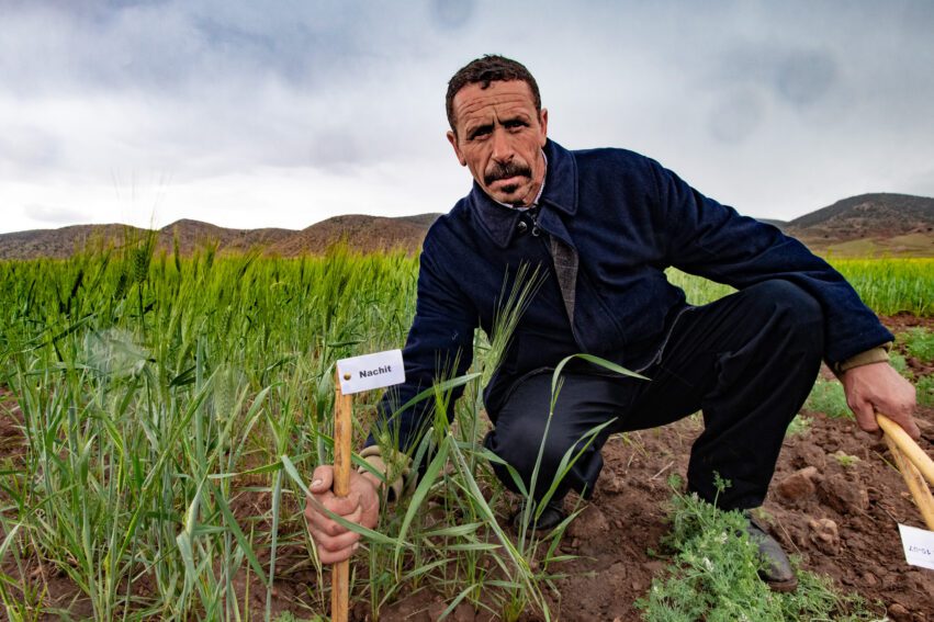 farmers with the new durum wheat and barley varieties in Morocco. Credit: Michael Major.