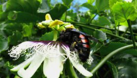 Bee loss puts global South food crops at risk