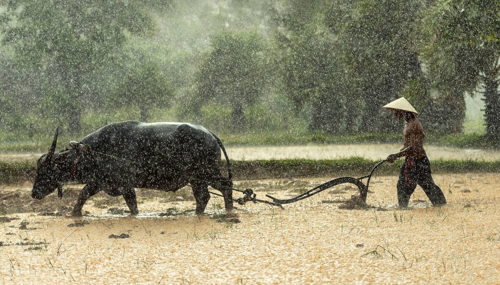 Buffalo, Farmer, ploughing a field. Photo by sasint