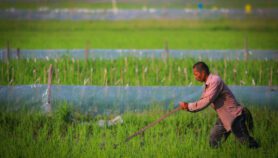 Innovation ‘imperative’ for securing rice production