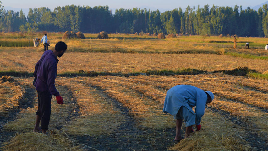 Indian farmers harvesting paddy. Photo by Athar Parvaiz.