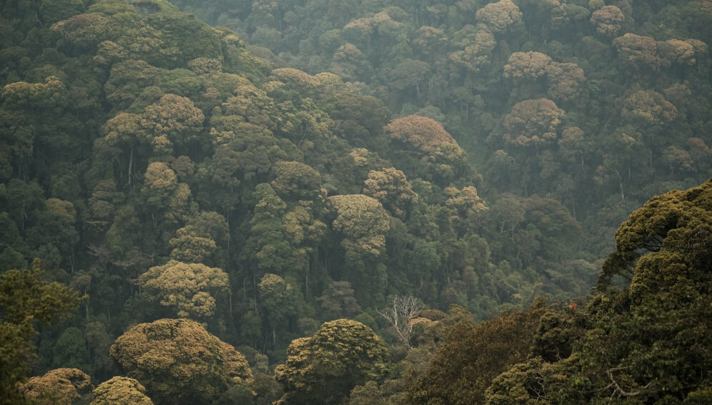 Forest canopy, Rwanda