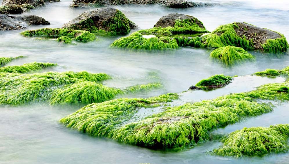 Seaweed on rocks. Source: Pixabay.