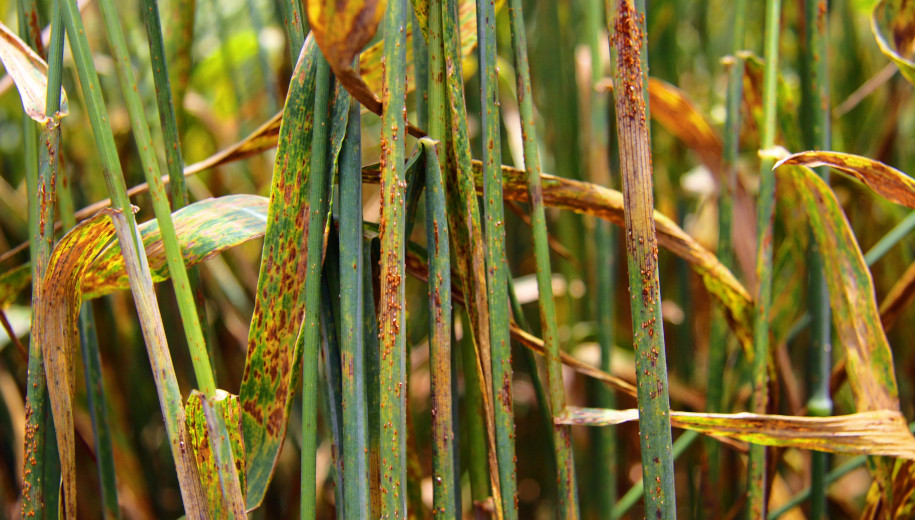 Wheat stem rust disease