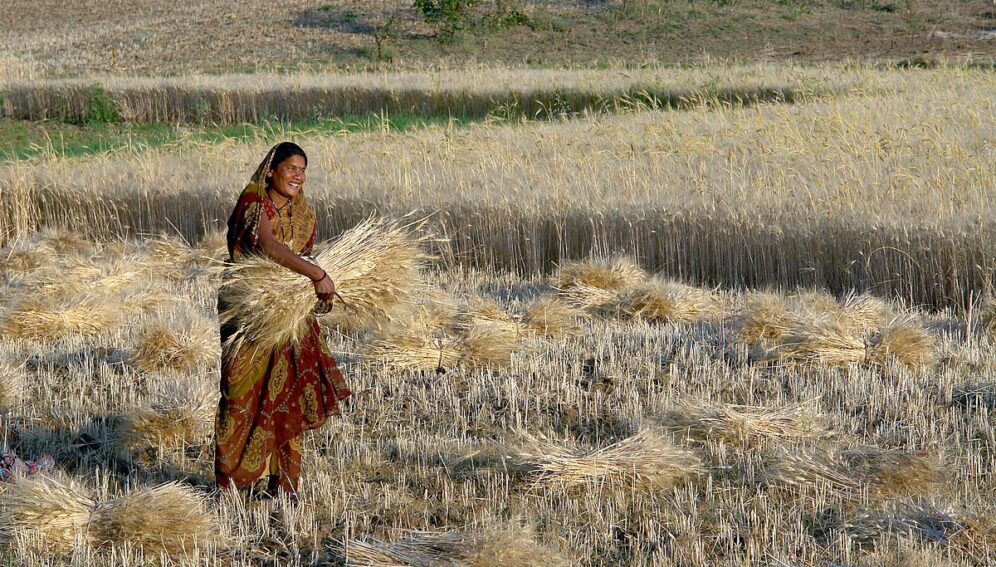 Woman_harvesting_wheat,_Raisen_district,_Madhya_Pradesh,_India_ggia_version