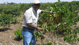 ‘Grow coffee in shade’ to supress leaf rust