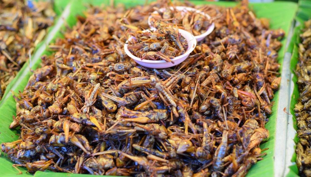 deep-fried-crickets