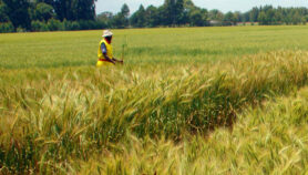 COVID-style gene surveillance to fight wheat fungus