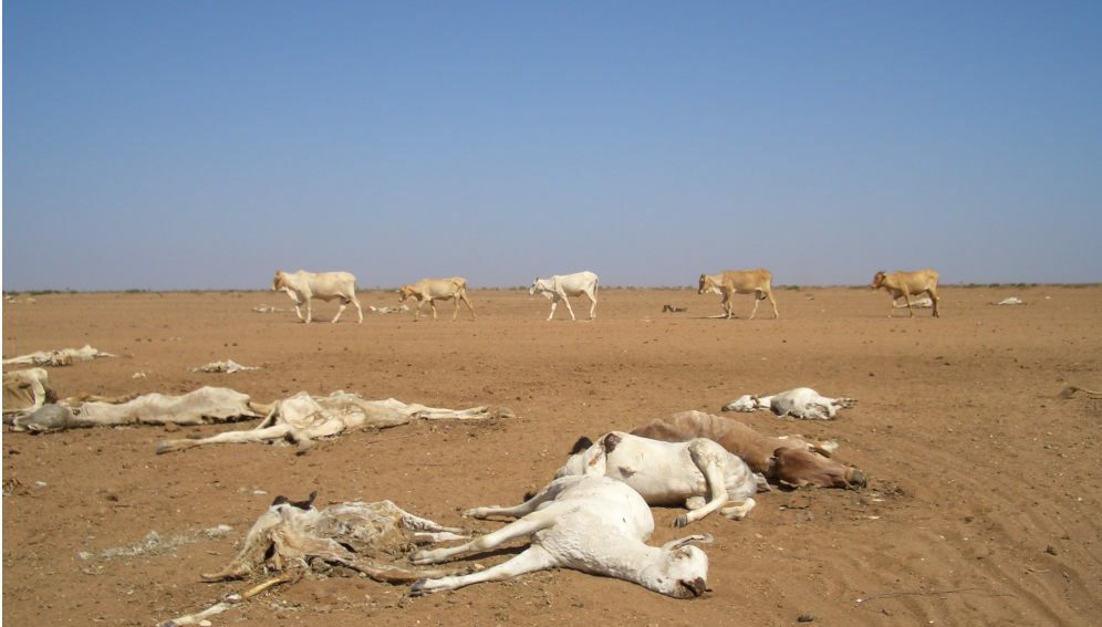 death by drought