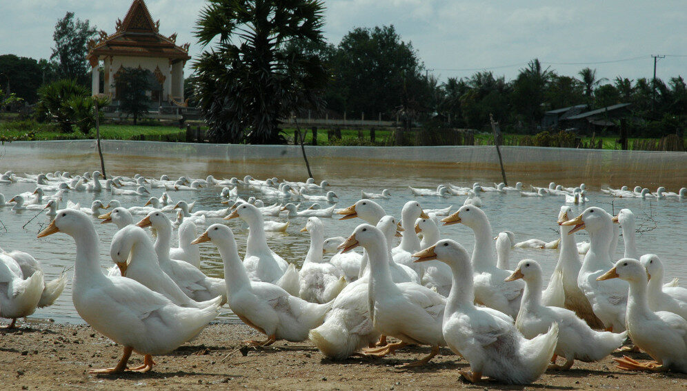 ducks in Cambodia - main