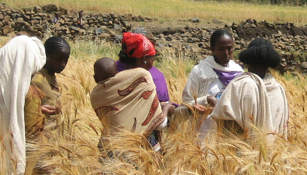 Ethiopian women in a wheat field