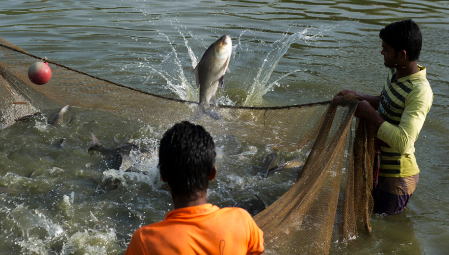 Fish farming plagued by pests and parasites