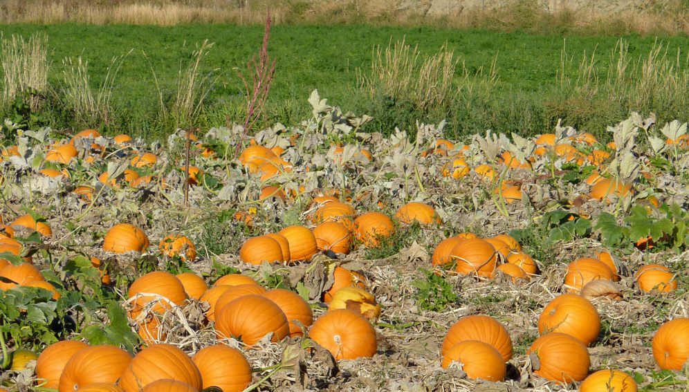 Garden of harvested pumpkins