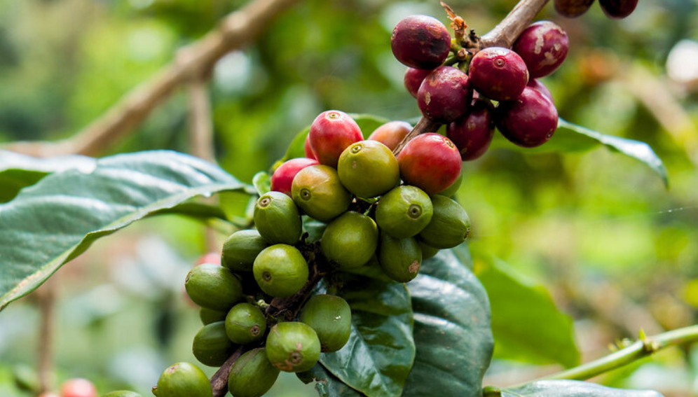 Why plant health matters for One Health systems