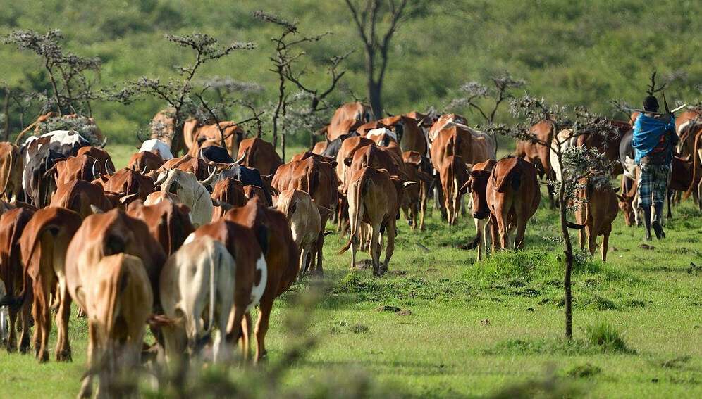 masai-grazing