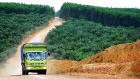 Palm oil alternatives require more land – study