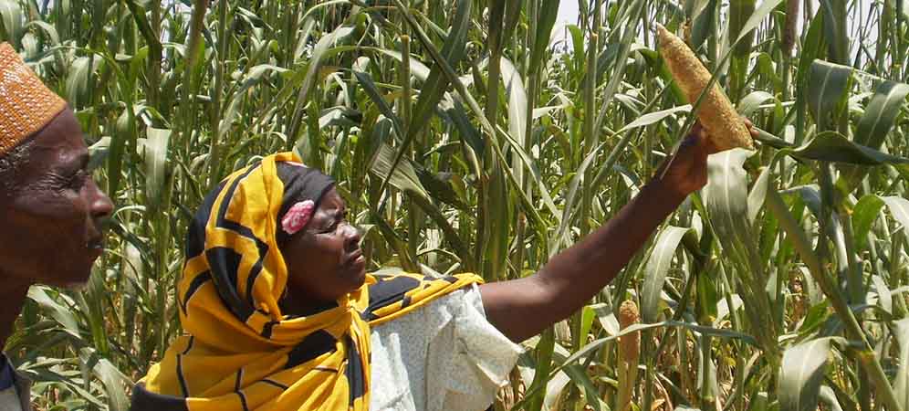 A farmer examines the maize cropat a test field.
