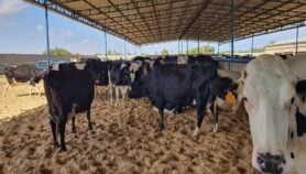 الجلد الأكتل يتلف حلائب ليبيا