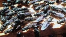 ’الجندي الأسود‘ يقود الطريق إلى بروتين للجميع