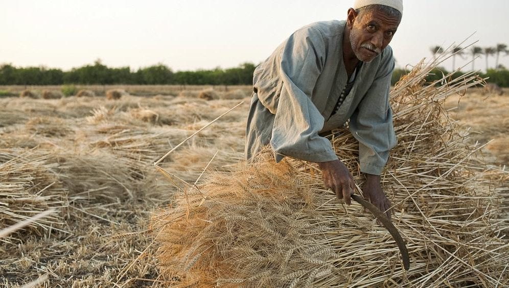 Yemen wheat