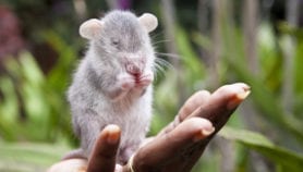 الفئران أبطال أفريقيا في كشف الألغام