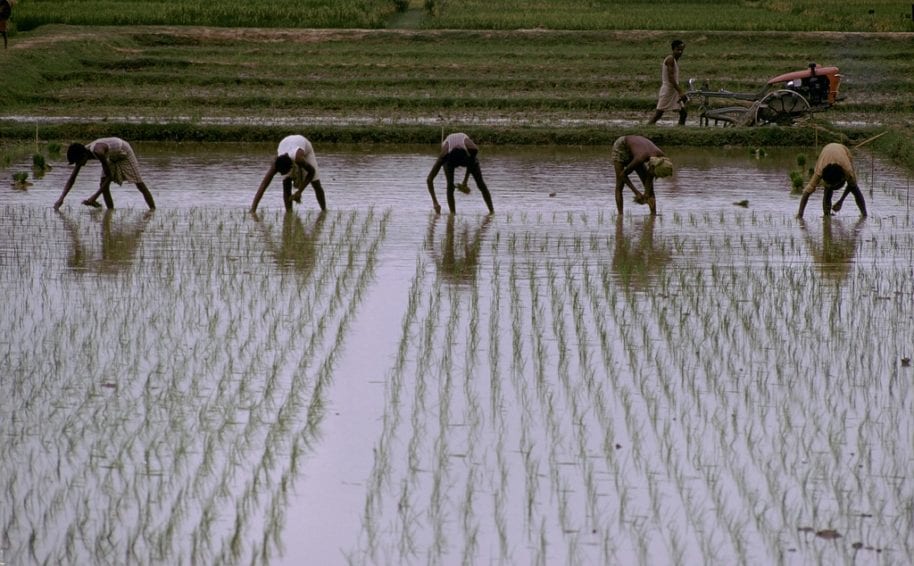 Rice cultivation consumes more than 10 billion cubic meters of water annually via traditional methods
