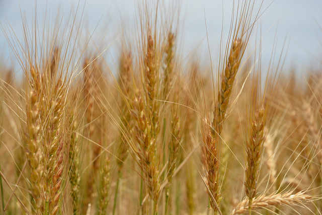 wheat Syria