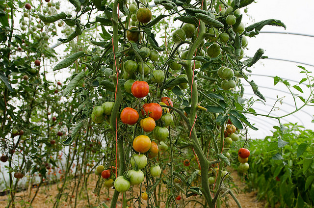 Tree tomato