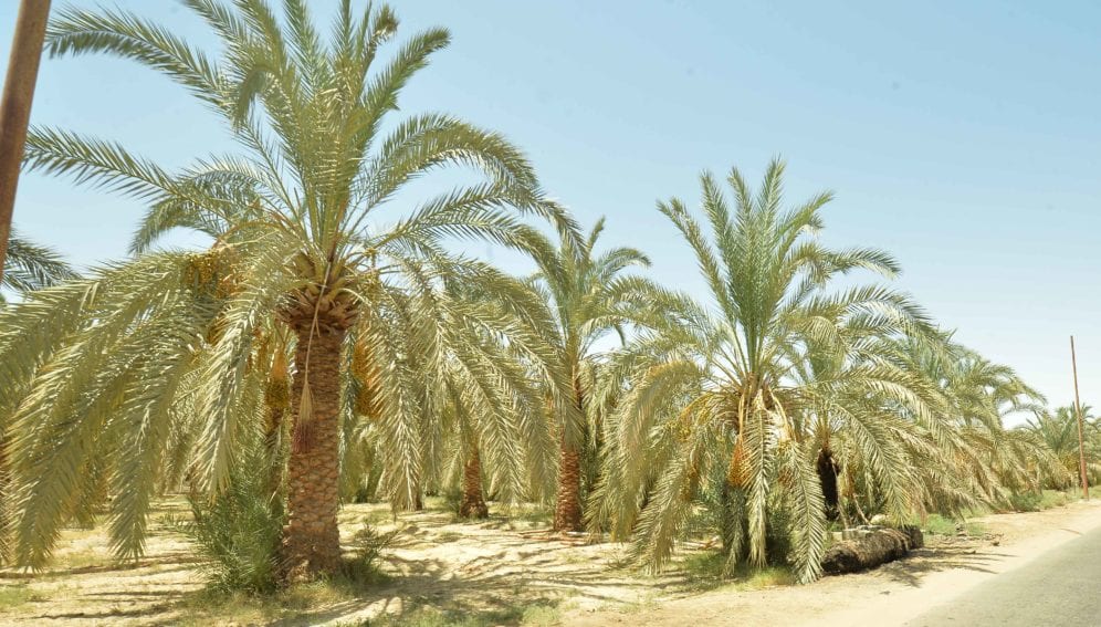 Dates palm trees